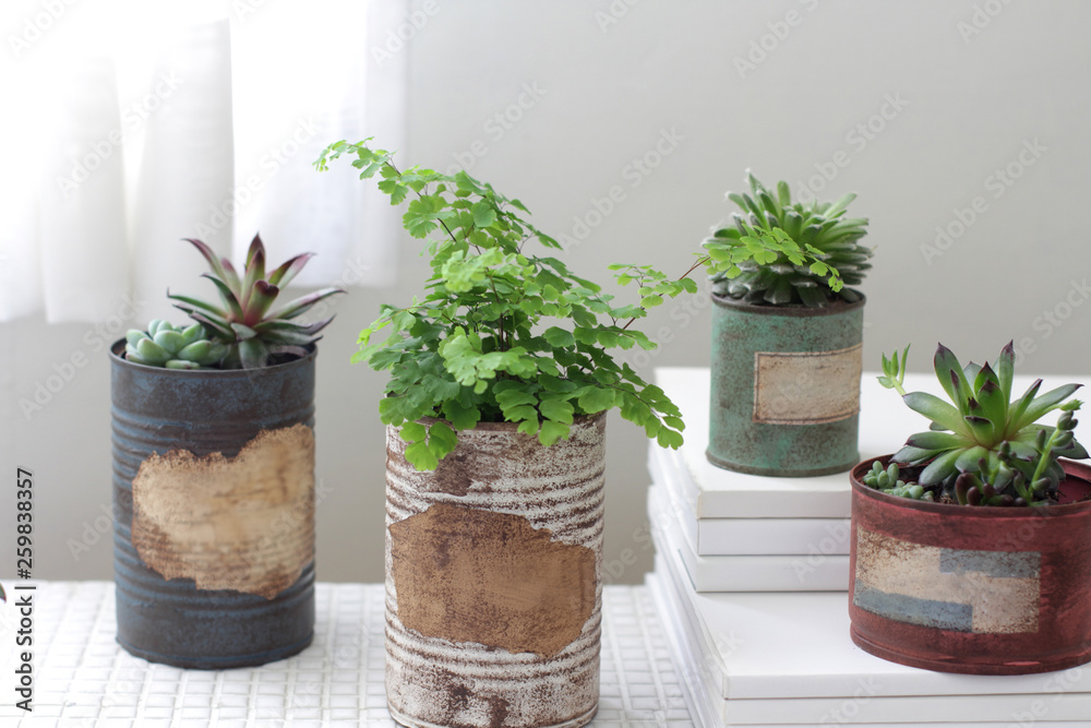 白いカーテン越しに飾ってるリメイク缶に入れた観葉植物 白いカーテン越しに飾ってるリメイク缶に入れた観葉植物