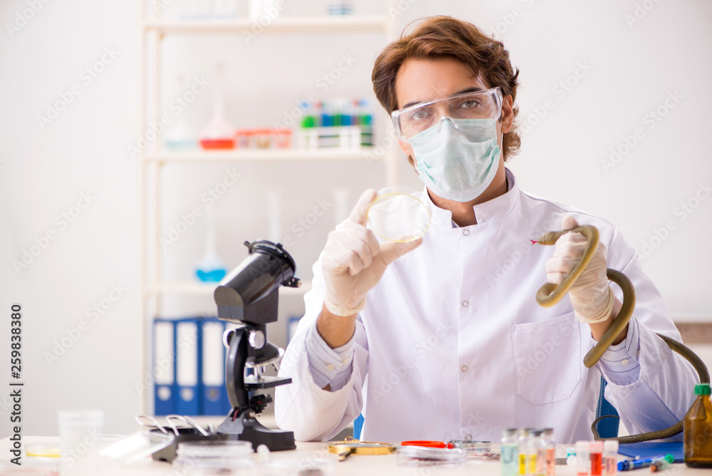 Male scientist extracting poison from snake for drug synthesis Male scientist extracting poison from snake for drug synthesis