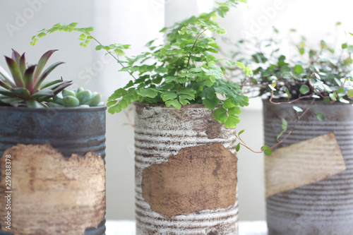 白いカーテン越しに飾ってるリメイク缶に入れた観葉植物