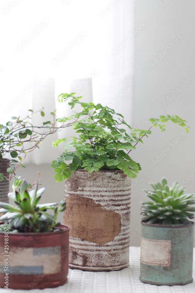 白いカーテン越しに飾ってるリメイク缶に入れた観葉植物 白いカーテン越しに飾ってるリメイク缶に入れた観葉植物