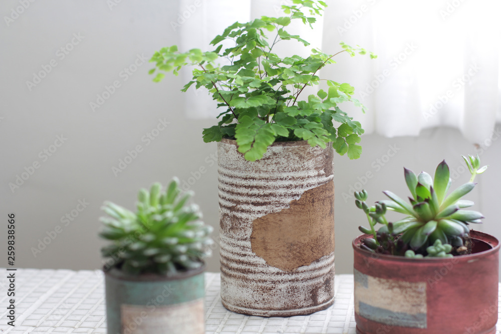 Fototapeta premium 白いカーテン越しに飾ってるリメイク缶に入れた観葉植物