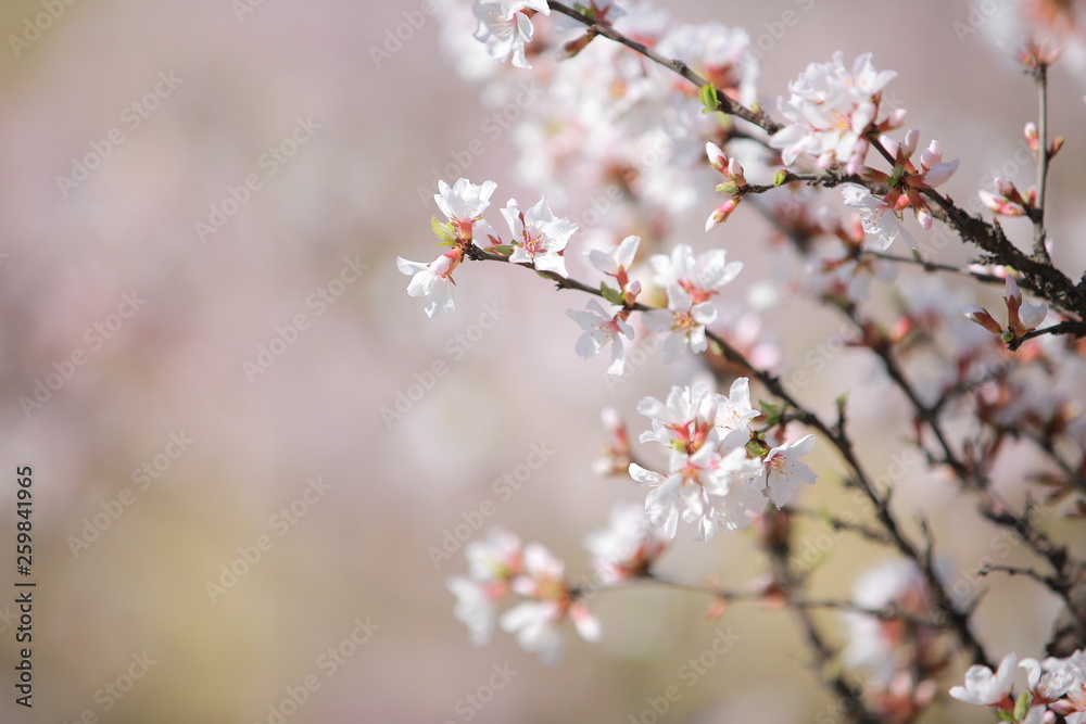 cherry blossom in spring