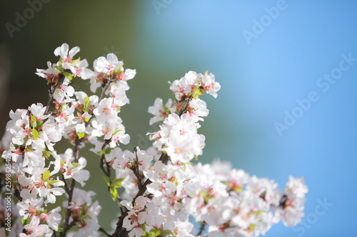 cherry blossom in spring © rientland