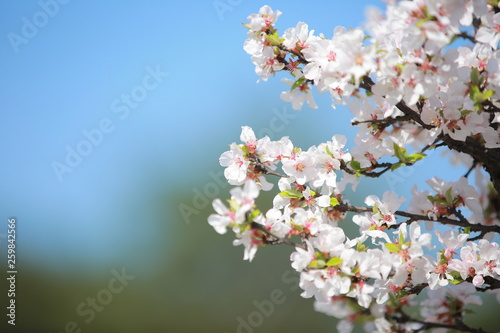 cherry blossom in spring © rientland