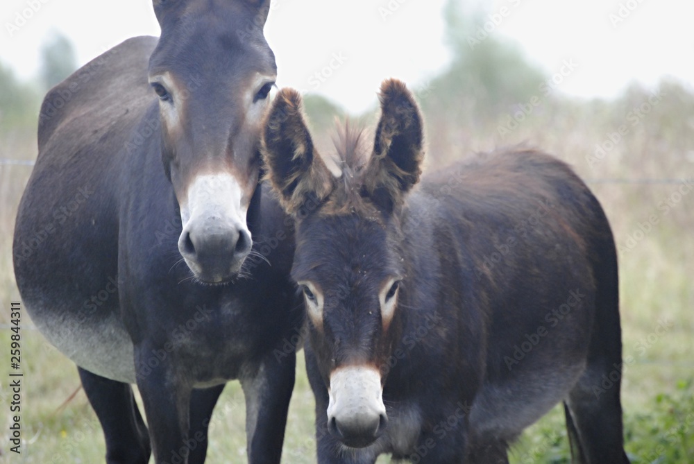 Fototapeta premium Ânes