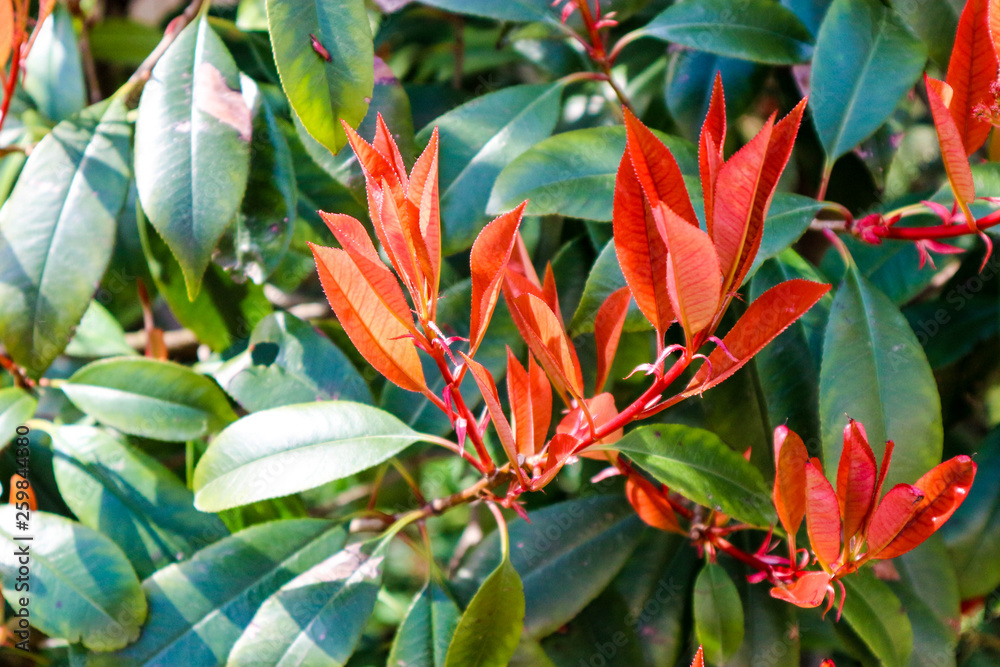 Colorful bush with red and green leaves background Colorful bush with red and green leaves background
