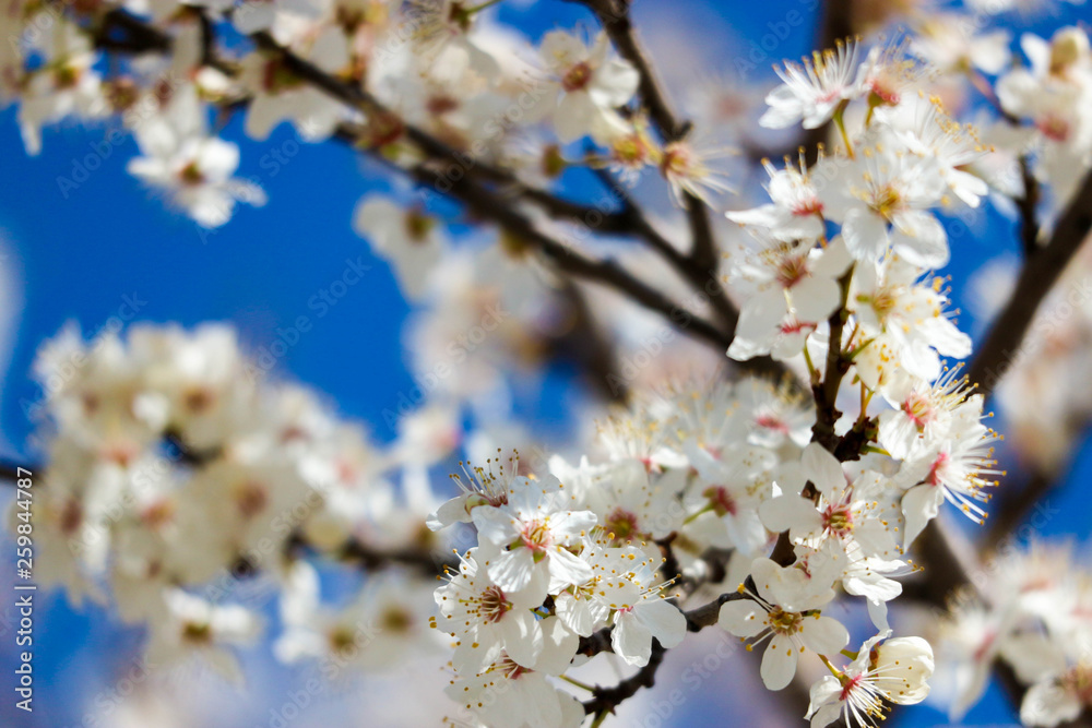 Closeup white cherry tree blossom against a blue sky Closeup white cherry tree blossom against a blue sky