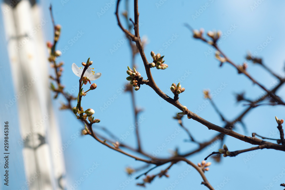 Spring blossom against the sky