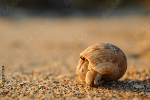 Hermit crab hind on sand beach