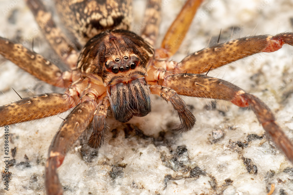 Macro of large Australian huntsman spider, spassaridae, in tropical rainforest Macro of large Australian huntsman spider, spassaridae, in tropical rainforest