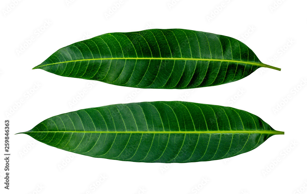 Obraz premium Two green mango leaf isolated on white background with clipping path.