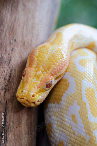 python snake 