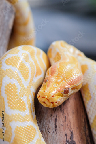 python snake 