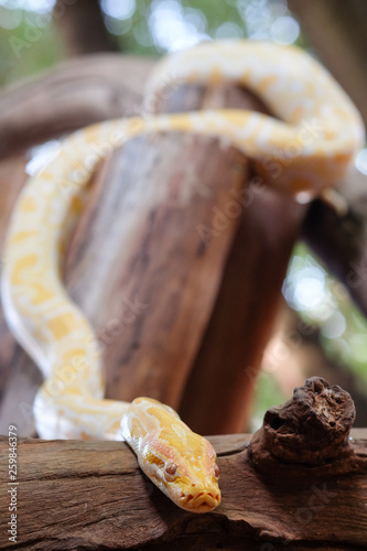 python snake  © thitiya
