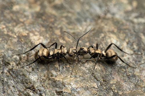 Polyrachis sp. spiny ants fighting