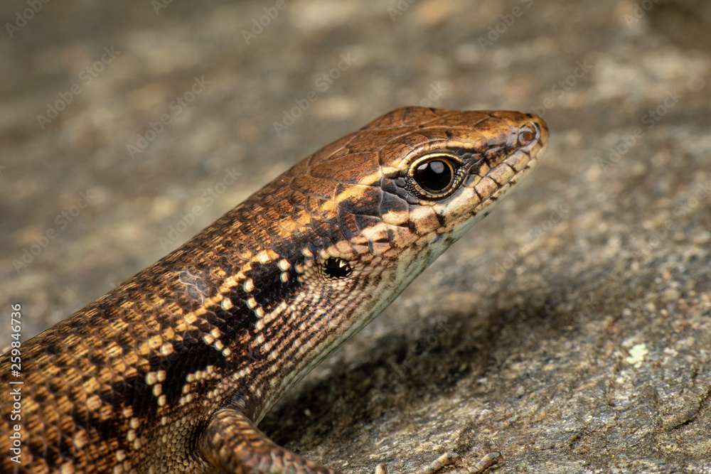Rainbow skink, Carlia rubrigulosa, Queensland, Australia Rainbow skink, Carlia rubrigulosa, Queensland, Australia