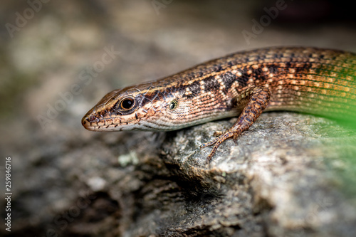 Rainbow skink, Carlia rubrigulosa, Queensland, Australia