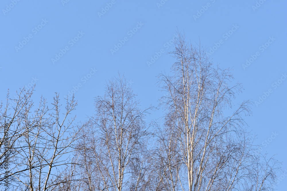 Birch trees in the spring forest against the blue sky Birch trees in the spring forest against the blue sky