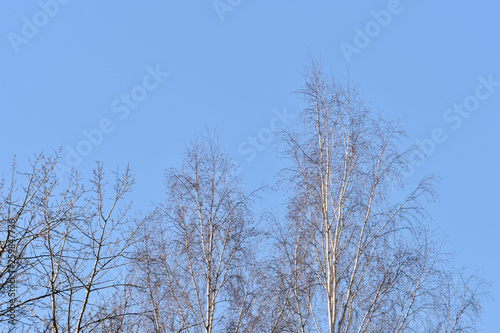 Birch trees in the spring forest against the blue sky