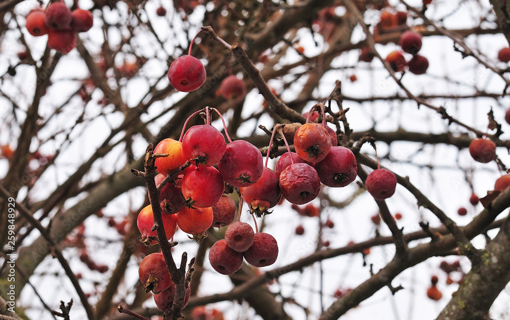 crabapple tree in winter garden crabapple tree in winter garden