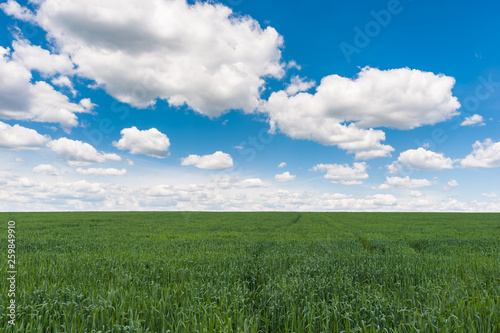 Big wheat fields and clouds in sky
