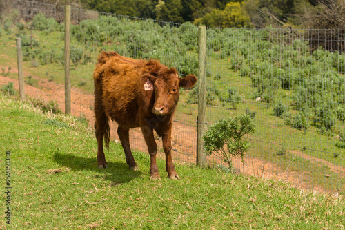 Red Dexter Cow standing facing camera in green pasture. Cow has fluffy winter coat