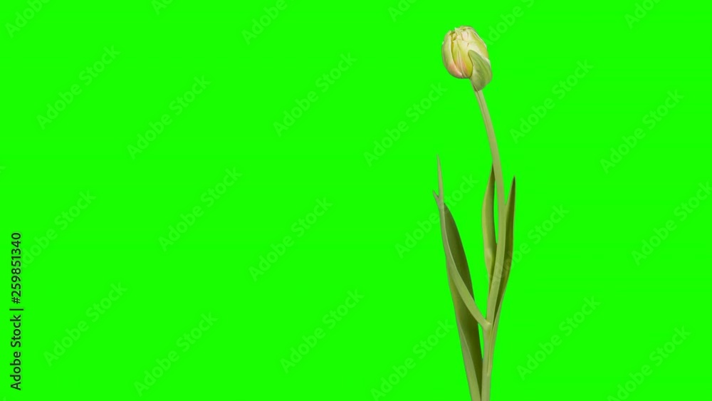 4K. Red and yellow tulip bloom buds green screen, Ultra HD (Tulipa Allegretto) (Time Lapse), 4096x2304. 4K. Red and yellow tulip bloom buds green screen, Ultra HD (Tulipa Allegretto) (Time Lapse), 4096x2304.