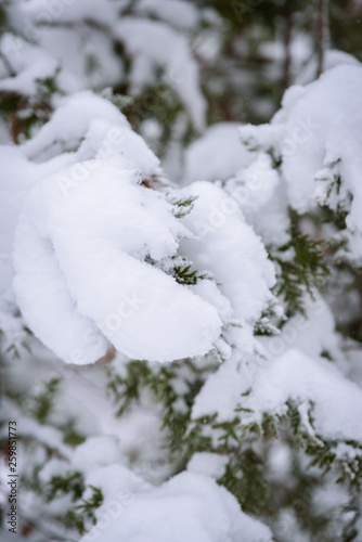 The branch of tree has covered with heavy snow in winter season at Lapland, Finland. © Joeahead