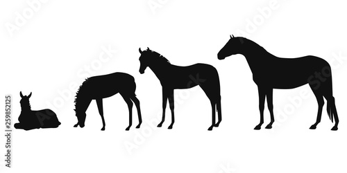 Different ages of horse vector illustration, from newborn to adult horse. Horse growth stages silhouettes