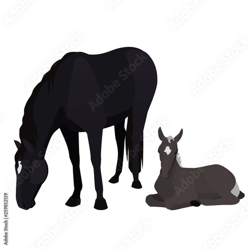 Vector illustration of mare and foal. Adult horse with her baby, cub, isolated on white