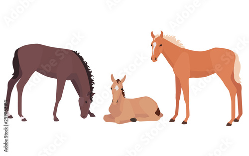 Vector illustration of little foals in different poses. Lying  standing and grazing baby horses