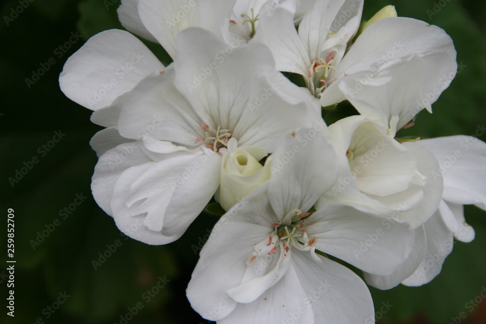 Blumen