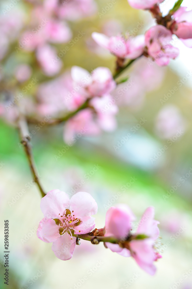 Beautiful peach blossoms in spring Beautiful peach blossoms in spring