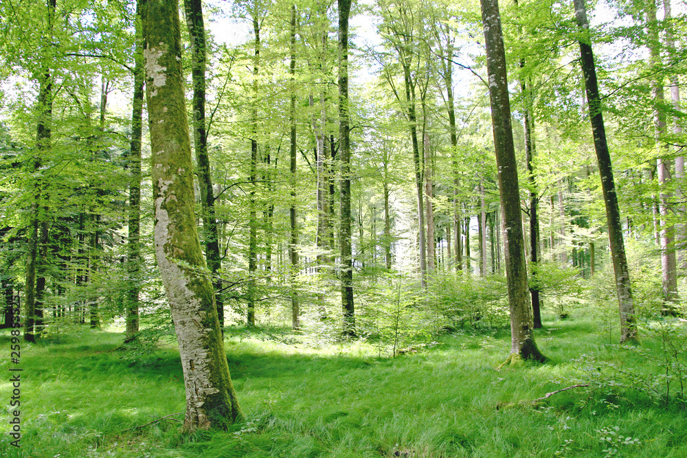 Wald