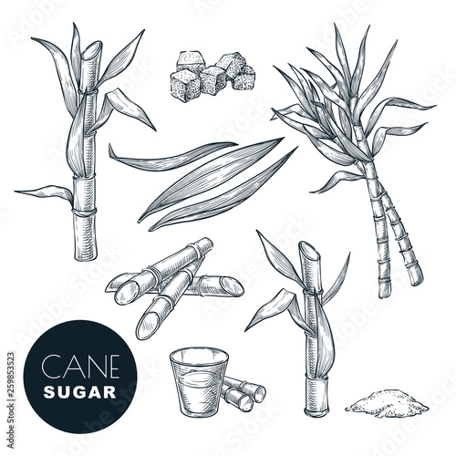 Sugar cane plant and leaves sketch vector illustration. Natural organic sweetener. Hand drawn isolated design elements