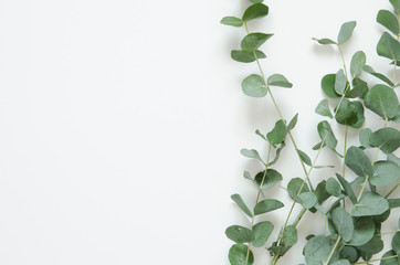 Eucalyptus leaves on white background. Flat lay, top view, copy space