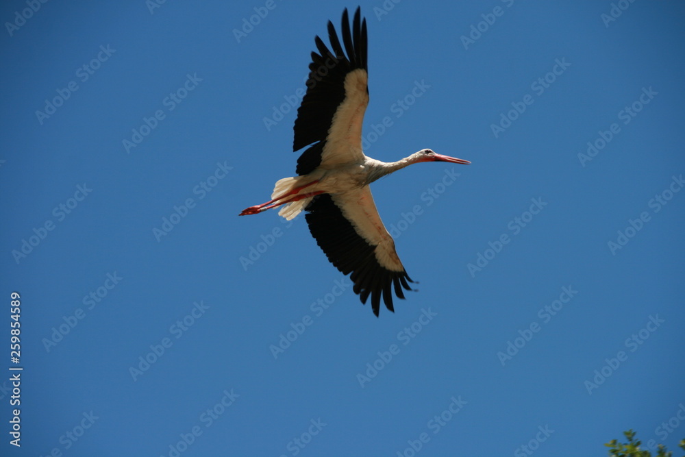 Fototapeta premium Fliegender Storch