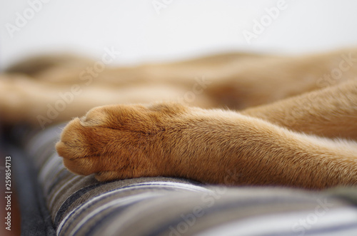 Sleeping ginger young Abyssinian kitten on gray pillow