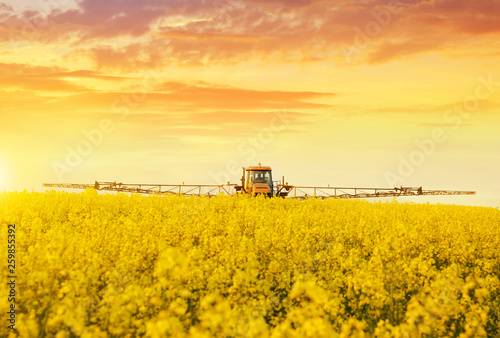 Tractor in spraying the oilseed rape farmland during spring blossom at sunset.