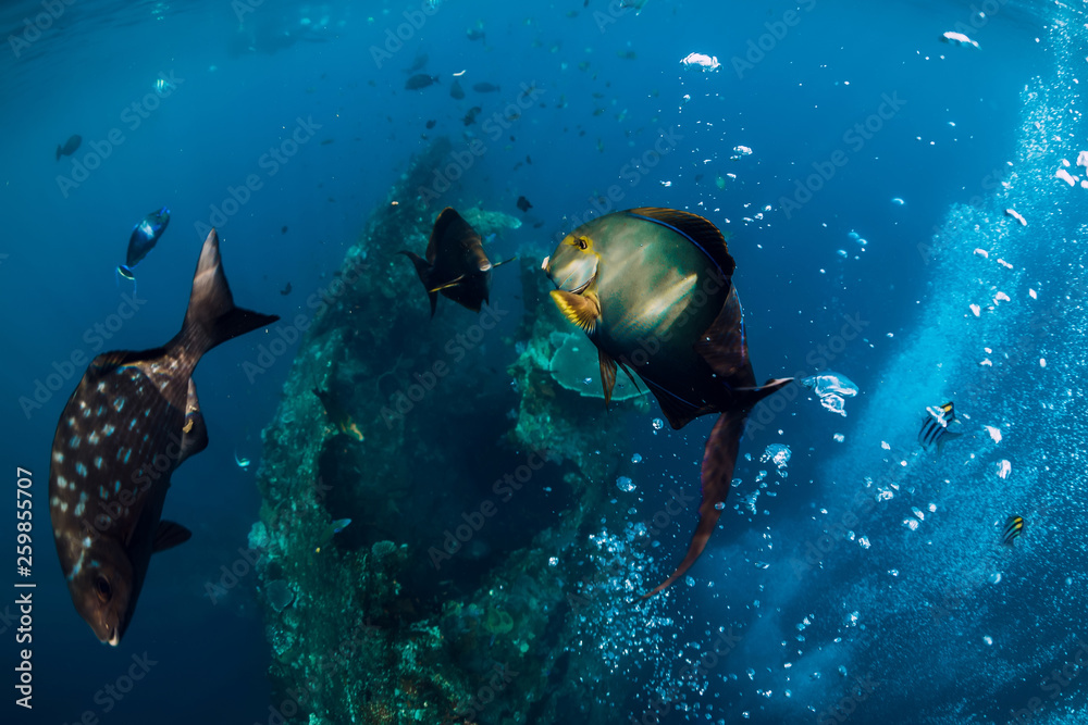 Fototapeta premium Underwater wild world with school of fish in blue ocean