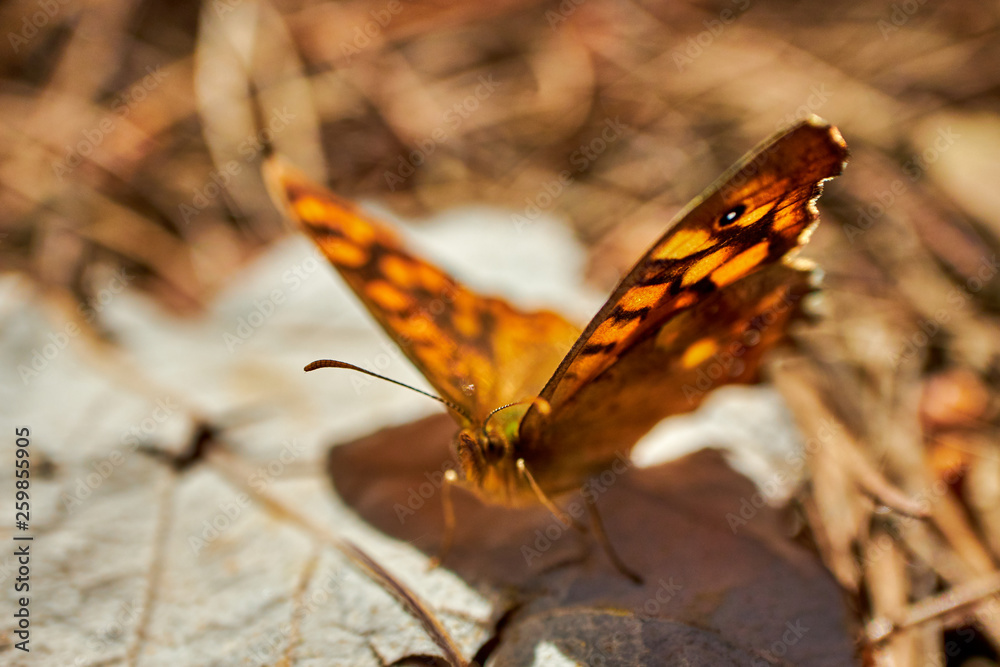 Obraz premium Butterfly pararge