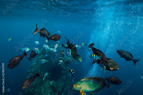 Underwater wild world with school of fish in blue ocean