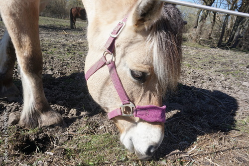 fjord horse photo