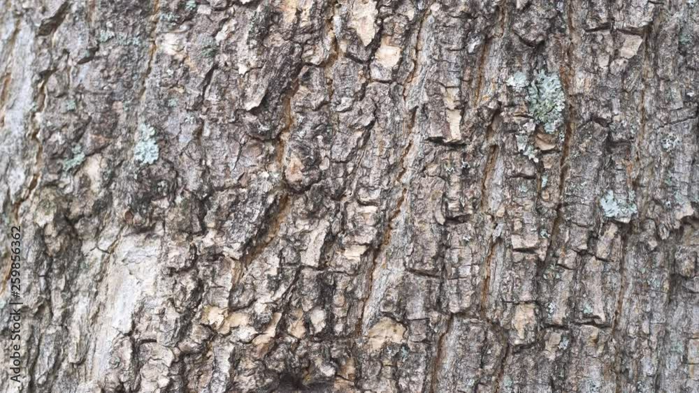 Grey detailed texture of tree bark Grey detailed texture of tree bark