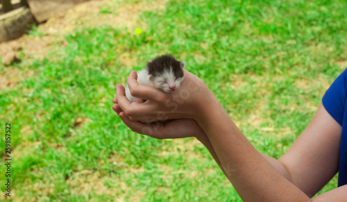 newborn baby cat in hands