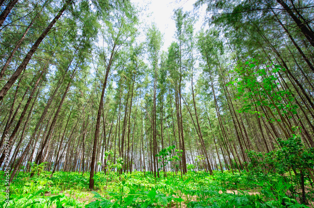 Pine forest at sea beach with arrowroot Pine forest at sea beach with arrowroot