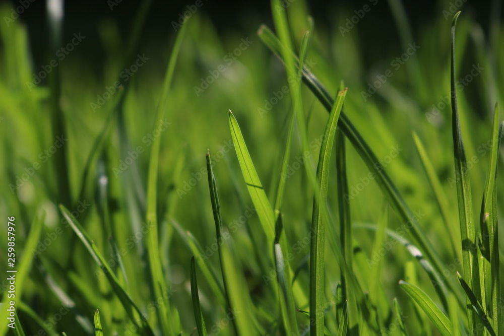 Close Up Of Fresh Grass In The Early Morning Close Up Of Fresh Grass In The Early Morning