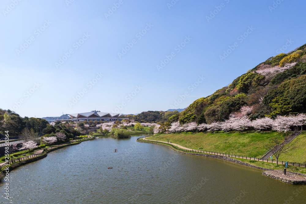 北九州中央公園の桜　北九州市