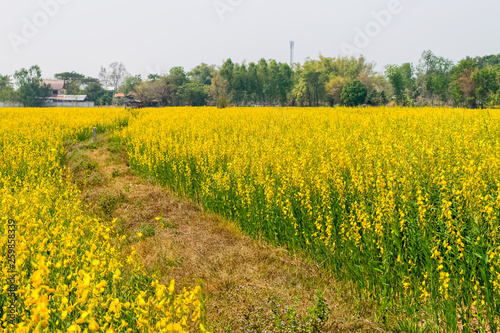 Crotalaria juncea in the field