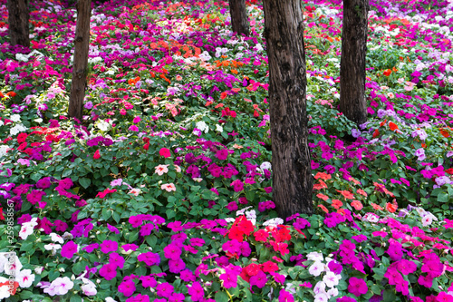 Fototapeta Naklejka Na Ścianę i Meble -  Colorful impatients flowers in the garden with trees background. Impatients flowers plant in the park